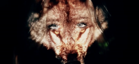 WOLVES IN DISGUISE